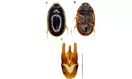 Rare Semi-Aquatic Beetle Found in Eastern Ghats