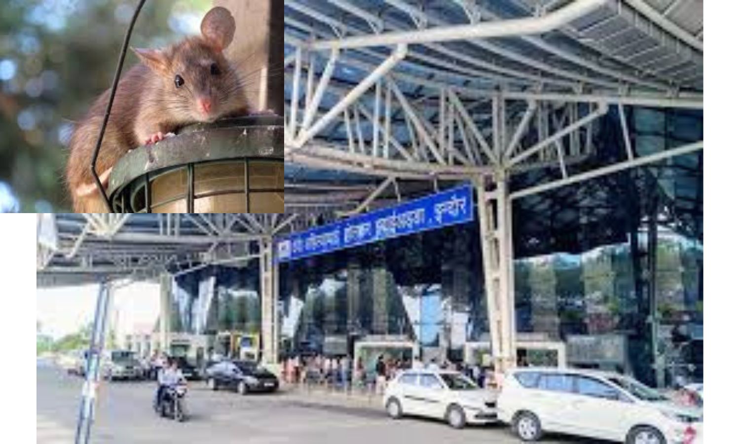 Indore Airport Doctor Removed After Rat Bite