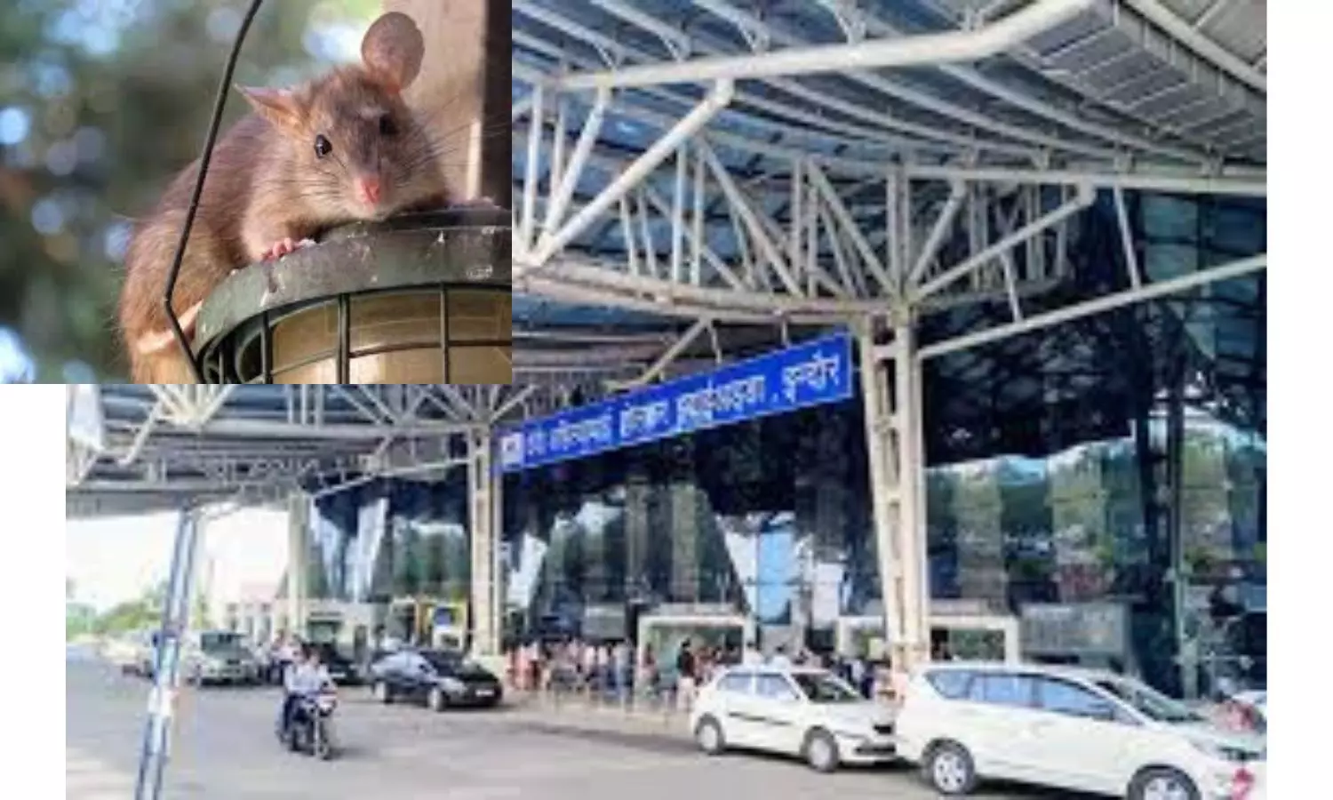 Rat Bites Passenger At Indore Airport, Action Taken Against Cleaning Agency