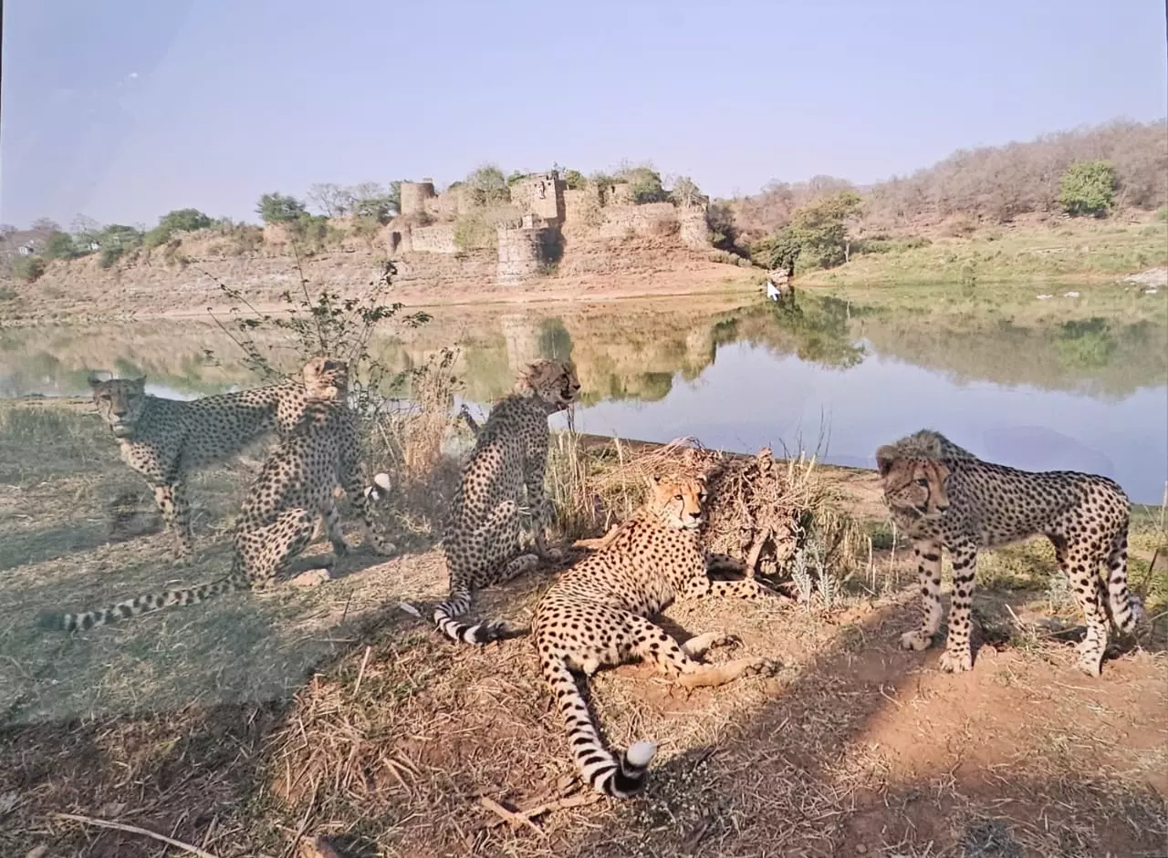 MP’s Gandhi Sagar Wildlife Sanctuary Ready To Welcome Fresh Batch Of Cheetahs From Africa