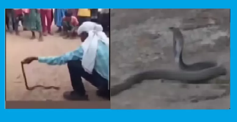 Cobra Bite Kills Snake Helpline Volunteer During Public Display in Odisha’s Balangir