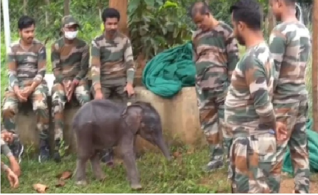 Orphaned Elephant Calf Priyanshi Begins New Life at Rescue