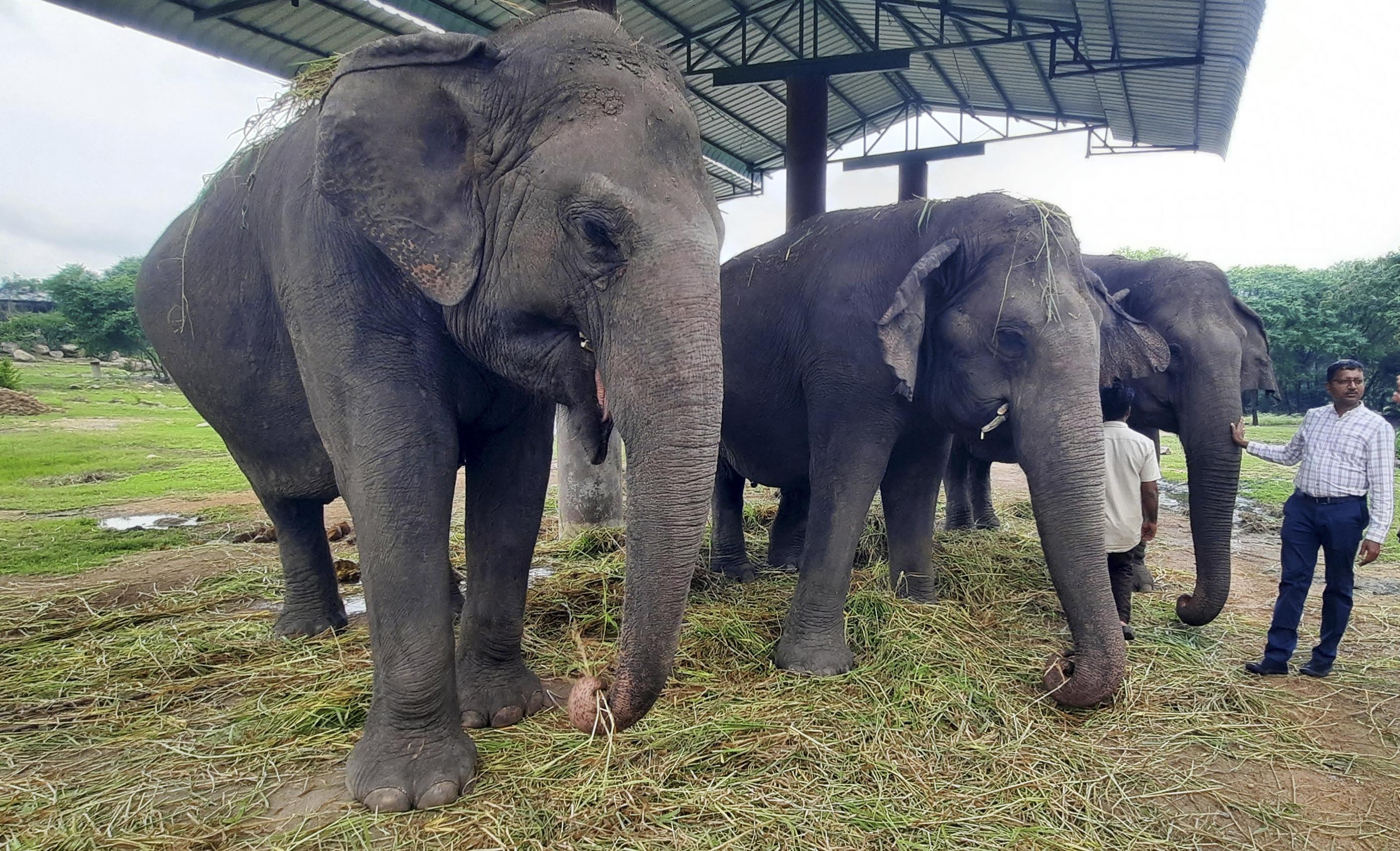 Nehru Zoo Elephants Now Roam Free After Years of Chains
