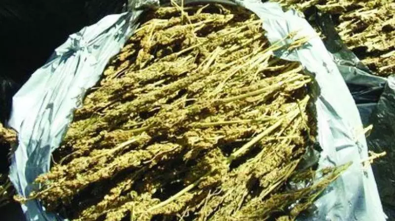 2 Held For Smuggling 222 Kg Of Ganja In Bhadradri-Kothagudem 2 Held For Smuggling 222 Kg Of Ganja In Bhadradri-Kothagudem