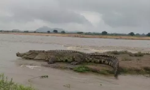 Sangareddy Sees Rise In Crocodile Sightings