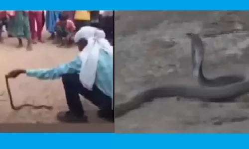 Cobra Bite Kills Snake Helpline Volunteer During Public Display in Odisha’s Balangir