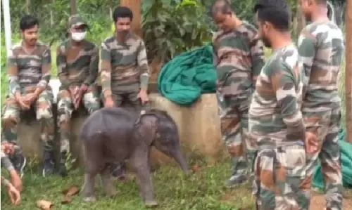 A Tearful Farewell: Forest Staff Bid Goodbye To Orphaned Elephant Calf Priyanshi As She Begins A New Journey