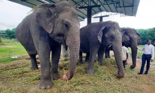 No More Chains, Nehru Zoological Park Elephants Roam Free