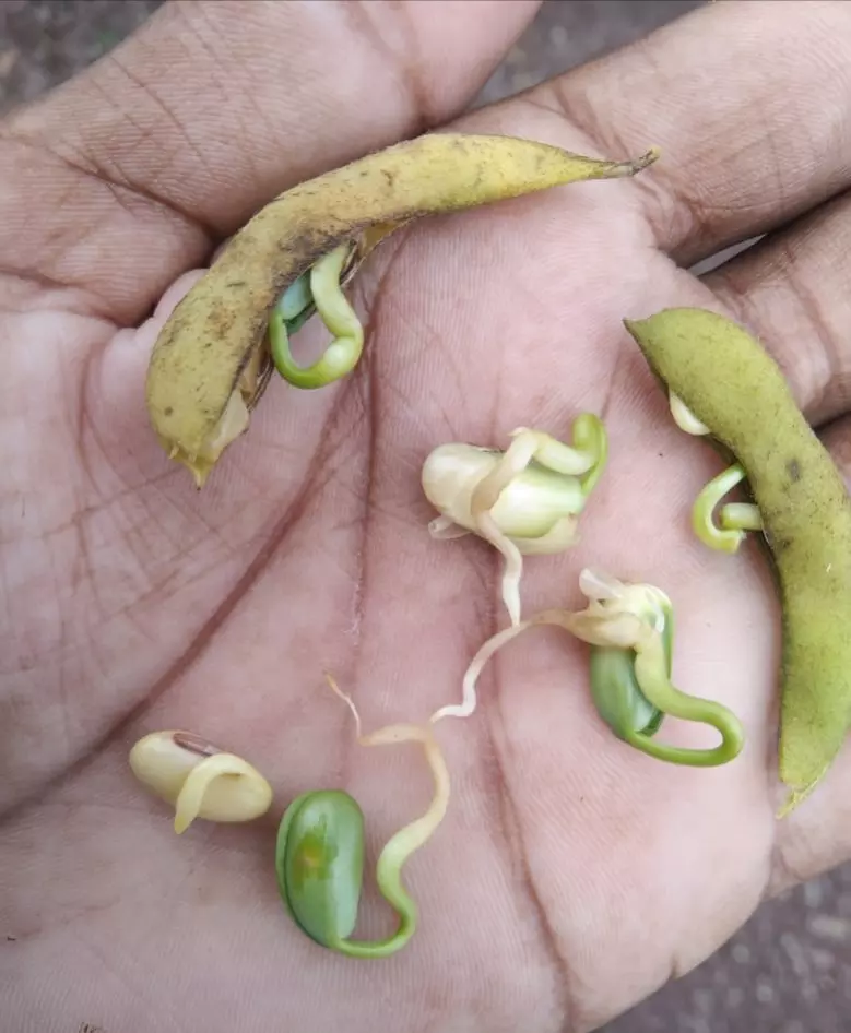 Soya Crop Sprouting In Fields Before Harvest Due To Continuous Rain