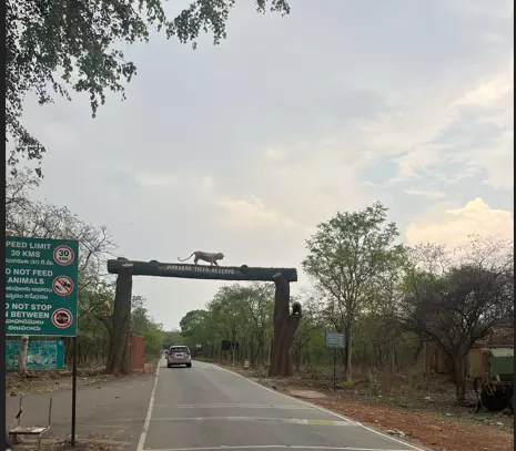 Elevated Corridor Over Amrabad Tiger Reserve