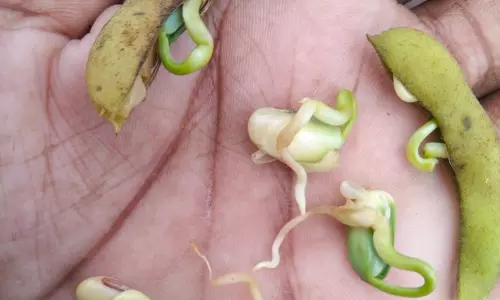 Soya Crop Sprouting In Fields Before Harvest Due To Continuous Rain Soya Crop Sprouting In Fields Before Harvest Due To Continuous Rain