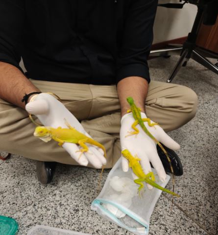 Passenger Arrested at RGIA for Wildlife Possession