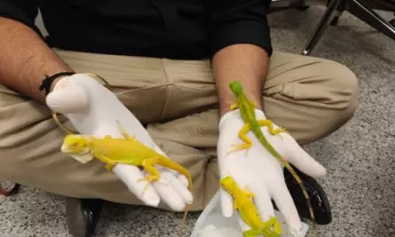 Passenger Possessing Wildlife Species Held at RGIA