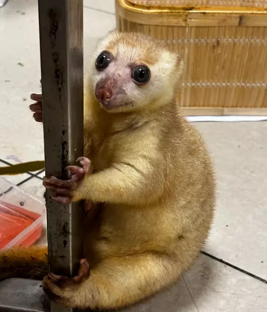 Two Primates Rescued from Woman Passenger at Mumbai Airport