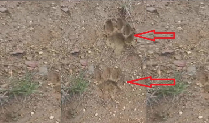 Tiger Pugmarks Cause Panic in Odisha Village