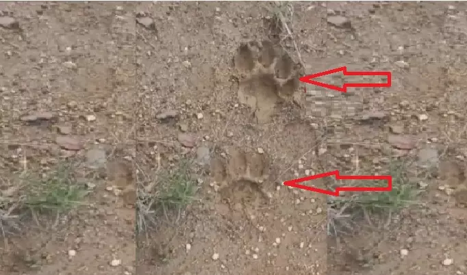 Odisha Villagers in Panic After Tiger Pugmarks Spotted in Locality