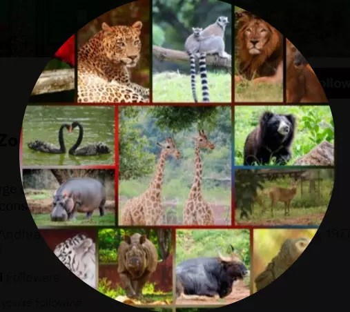 Rare Asiatic Lion Cubs Born At Vizag Zoo