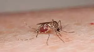 Dengue Surge Raises Alarm In Kurnool