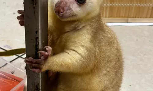 Two Primates Rescued from Woman Passenger at Mumbai Airport Two Primates Rescued from Woman Passenger at Mumbai Airport