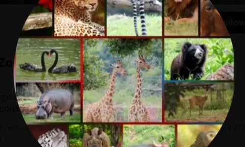 Rare Asiatic Lion Cubs Born At Vizag Zoo