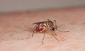 Dengue Surge Raises Alarm In Kurnool