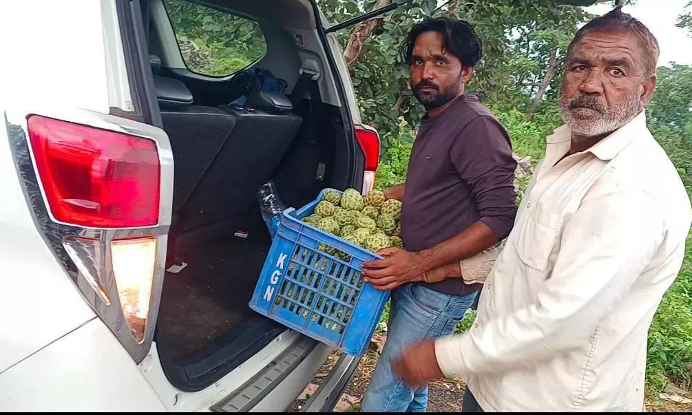 Adivasi Women Line Highways With Custard Apples