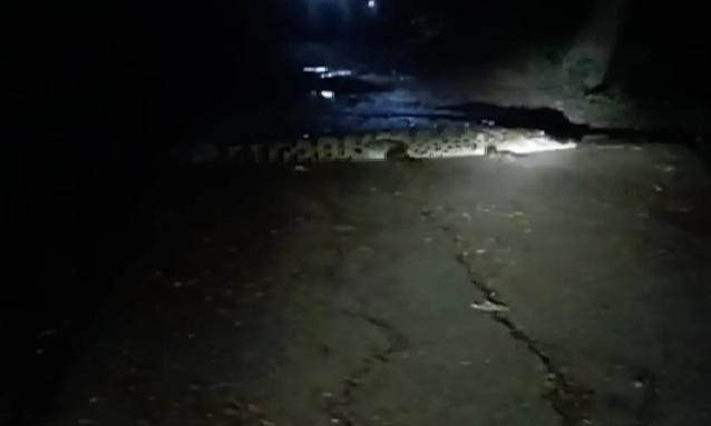 Giant Crocodile Strolls Into Odisha Village During Puja