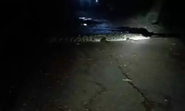 12-Foot Crocodile Strays Into Odisha village, Sparks Panic During Durga Puja