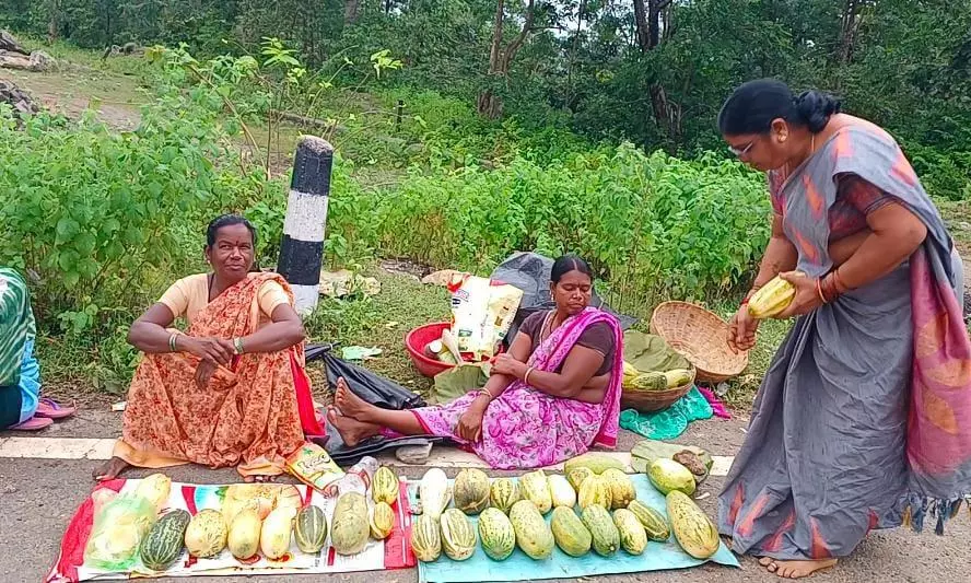 Adivasi Women Line Highways With Custard Apples
