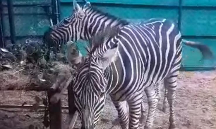 Zebras Return to Nehru Zoo After 37 Years