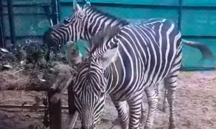 Zebras Return to Nehru Zoological Park After 37 Years
