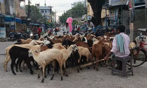 Mutton at Rs 1,200 per Kg, Liquor Costly as Dasara, Gandhi Jayanti Coincide Mutton at Rs 1,200 per Kg, Liquor Costly as Dasara, Gandhi Jayanti Coincide