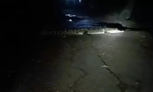 12-Foot Crocodile Strays Into Odisha village, Sparks Panic During Durga Puja