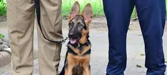 Terror Threat: Police Deploy BDS, Conduct Searches In Tirupati