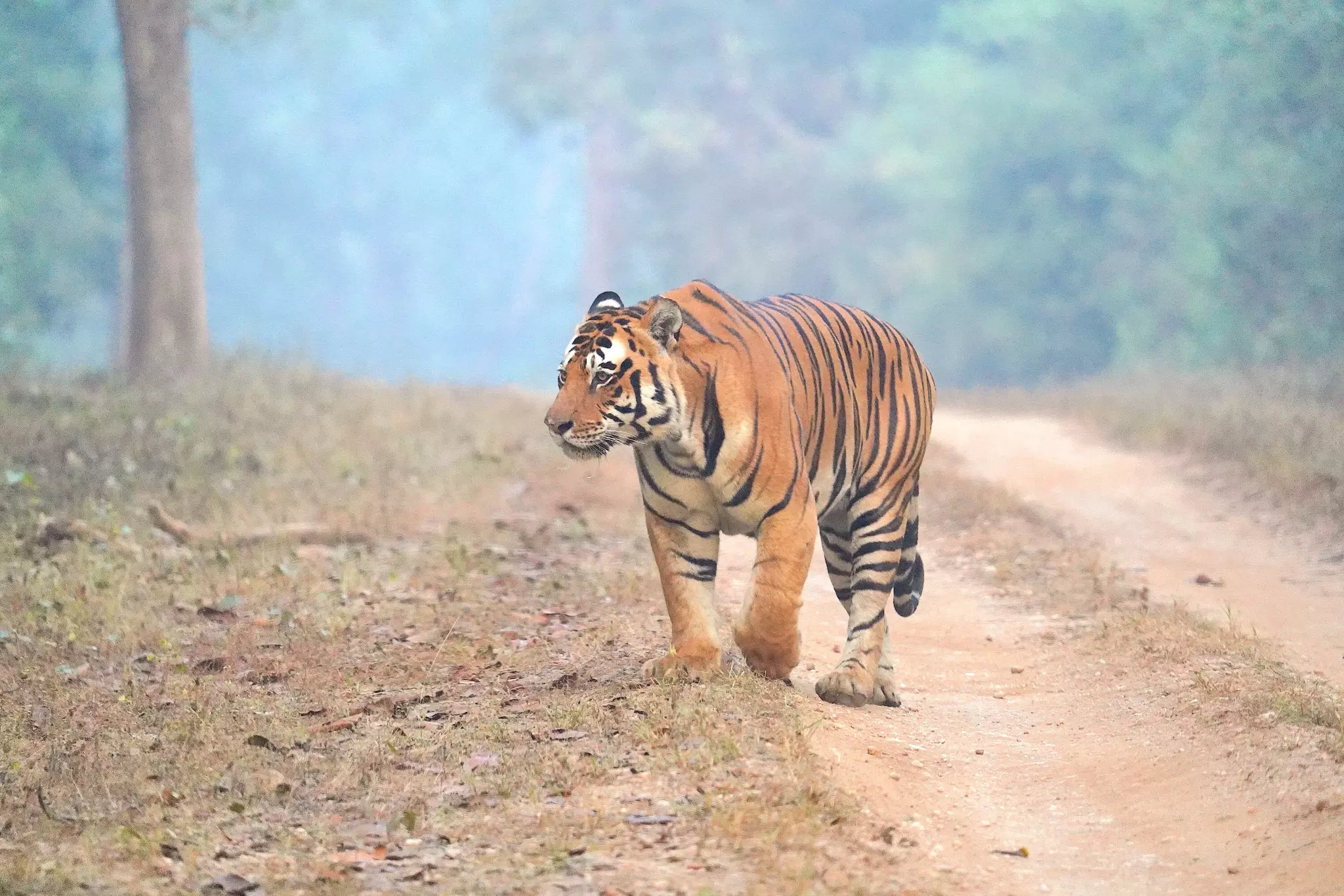 Tiger Spotted Near Peddabommalapuram in Prakasam District