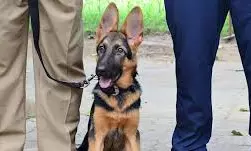 Terror Threat: Police Deploy BDS, Conduct Searches In Tirupati