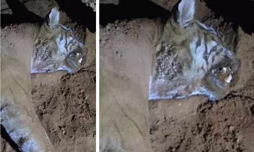 Mutilated Tiger Found in MM Hills, Probe Ordered