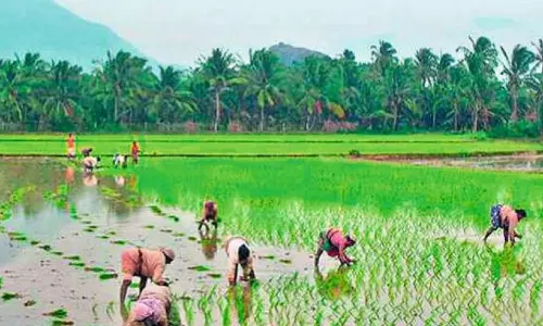 International Delegation Checks Out Natural Farming In AP
