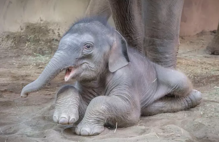 Elephant Calf in Kaziranga Named ‘Mayabini’ After Zubeen Garg’s Iconic Song