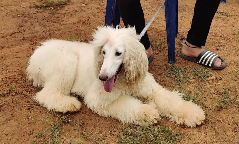 A Purr-Fect Send-Off