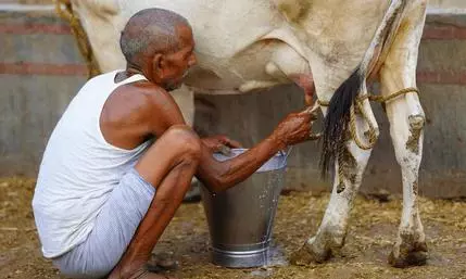 No One In The Village Sells Milk; It Is Freely Distributed To Anyone In Need, Especially Children