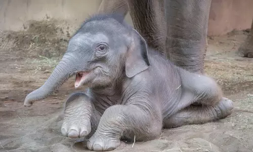 Elephant Calf in Kaziranga Named ‘Mayabini’ After Zubeen Garg’s Iconic Song Elephant Calf in Kaziranga Named ‘Mayabini’ After Zubeen Garg’s Iconic Song