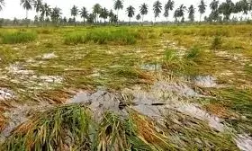 Manyam Farmers Devastated As Cyclone Destroys Harvests In Komarada