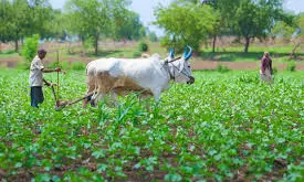 Global Delegation Praises AP Women On Natural Farming