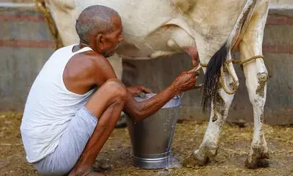 No One In The Village Sells Milk; It Is Freely Distributed To Anyone In Need, Especially Children