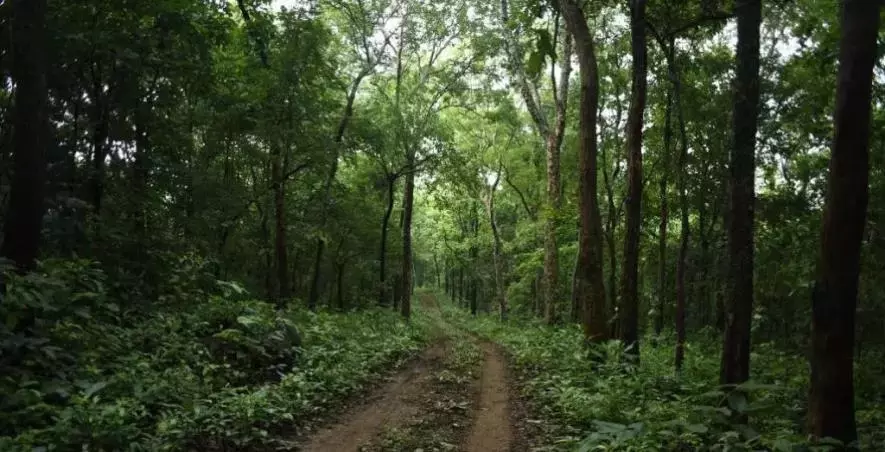 India Rises to 9th Spot Globally in Forest Area India Rises to 9th Spot Globally in Forest Area