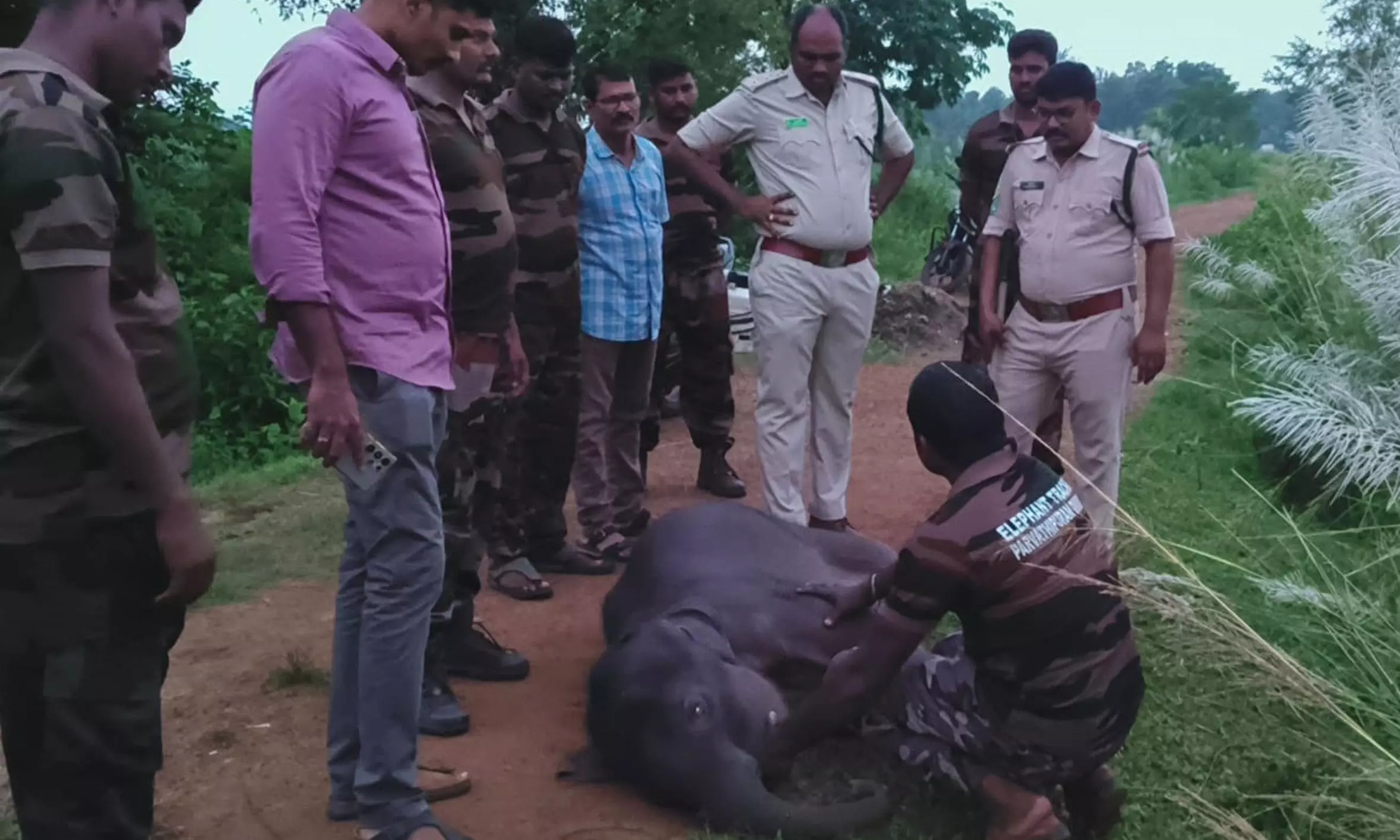 Mishap in Pond: Baby Elephant Dies in Parvathipuram Village
