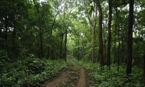 India Rises to 9th Spot Globally in Forest Area