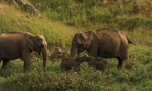 Tamil Nadu CM Inaugurates India’s Second Mahout Village