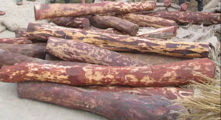 Delhi Police Seize 10 Tonnes of Red Sandalwood Worth Rs 6 Crore